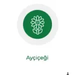 aycicegi