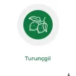 turuncgil